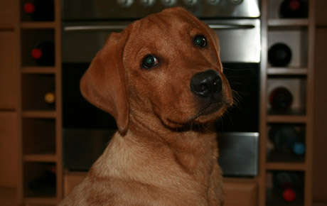 Hundeschule Schlage | Heimtraining