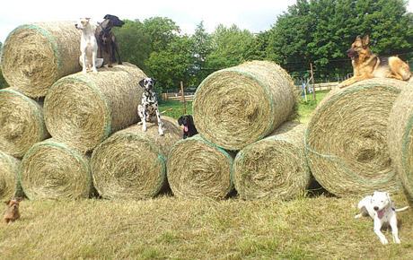Hundeschule Schlage | Hundeinternat