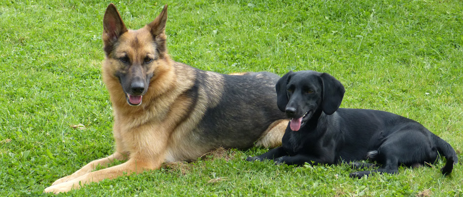 Hundeschule Schlage | Tier-/Therapiezentrum Mecklenburg - Vorpommern