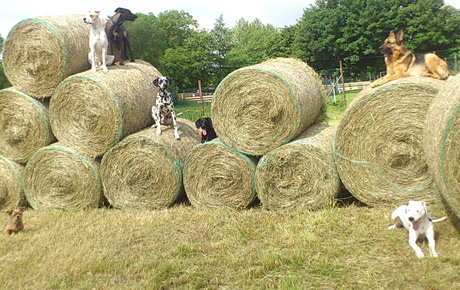 Hundeschule Schlage | Hundetherapiezentrum Mecklenburg - Vorpommern