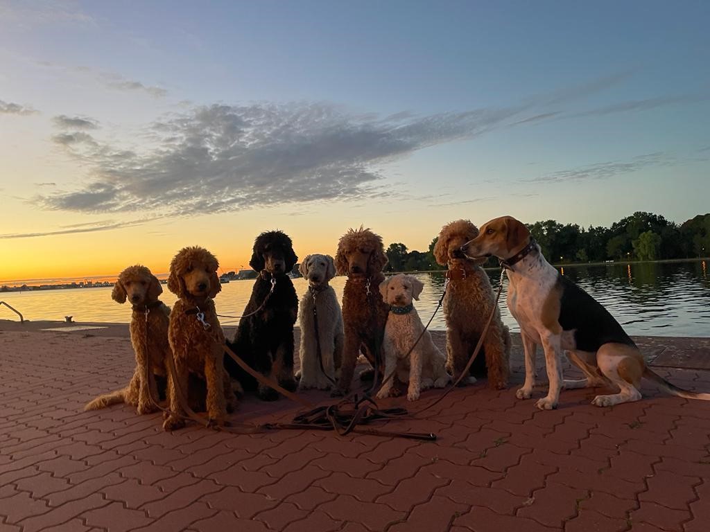 Hundeschule Schlage | Preise