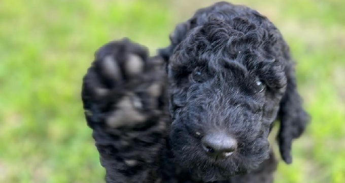 Trick? High Five
