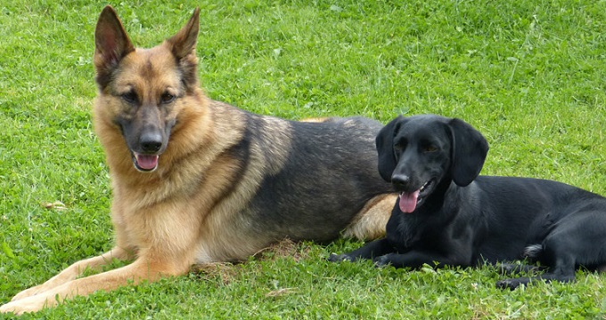 Hundeschule Schlage & Tier-/Therapiezentrum Mecklenburg - Vorpommern