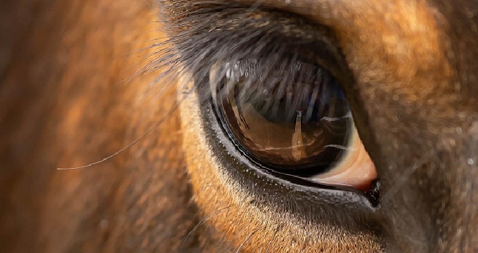 Schau mir in die Augen