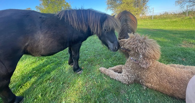 Ponyknutsch