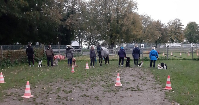 Training mit Pferd