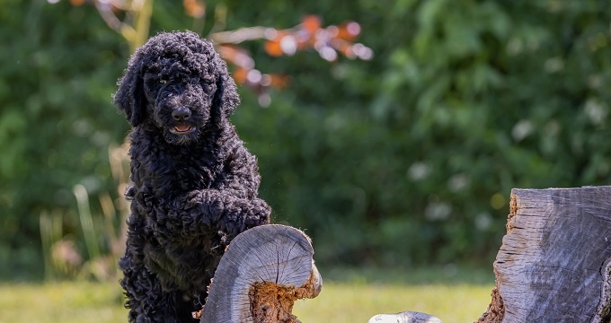 Hundeschule Schlage & Tier-/Therapiezentrum Mecklenburg - Vorpommern