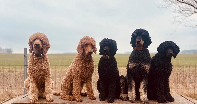 Die Gang